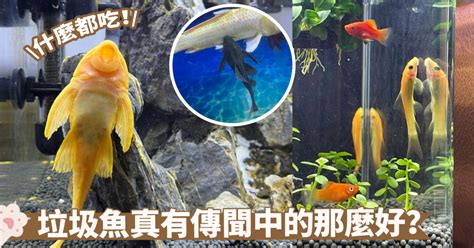 垃圾 魚|垃圾魚才不是真正的清道夫囉！揭示水族箱清潔達人背。